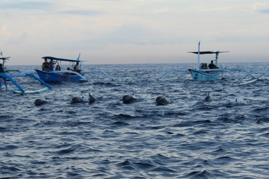 Za delfíny na sever Bali