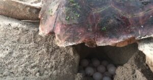 Hnízdění želvy na pláži - Boa Vista