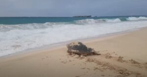 Želvy na pláži - Boa Vista