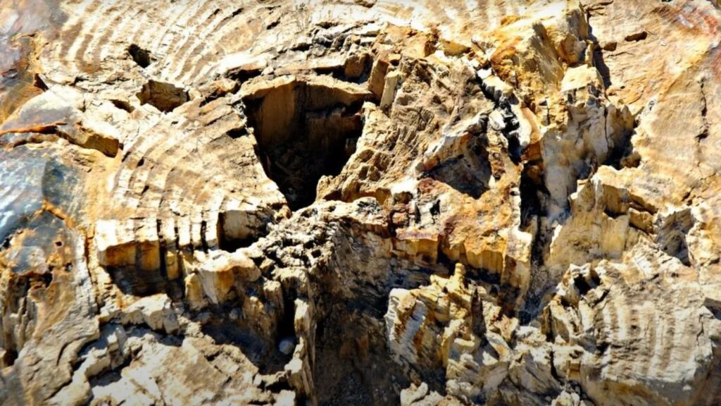 Lesvos, Petrified Forest strom zkamenělina