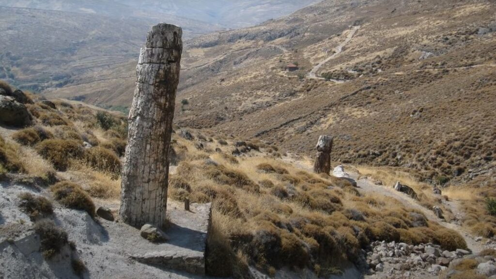 Lesvos, Petrified Forest stromy