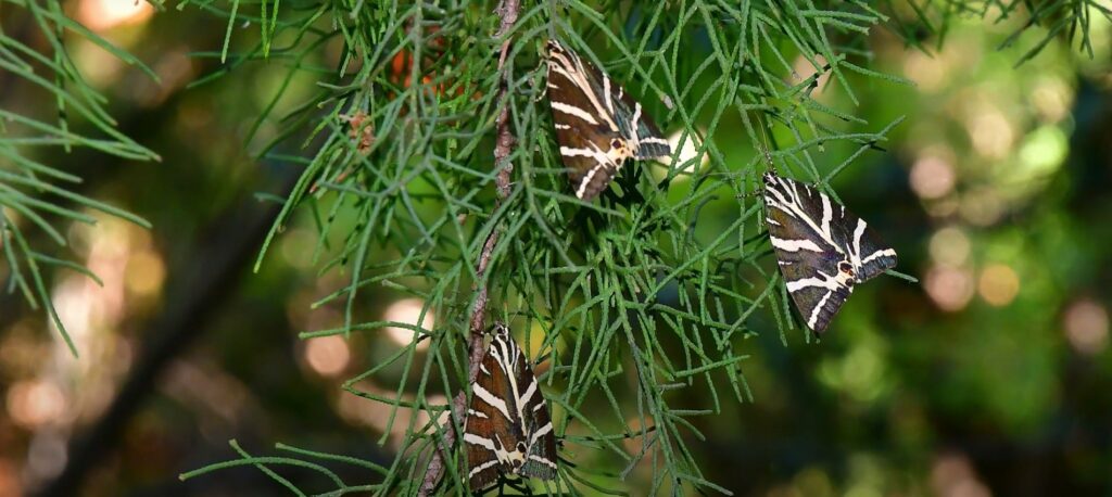 Petaloudes Panaxia Rhodos