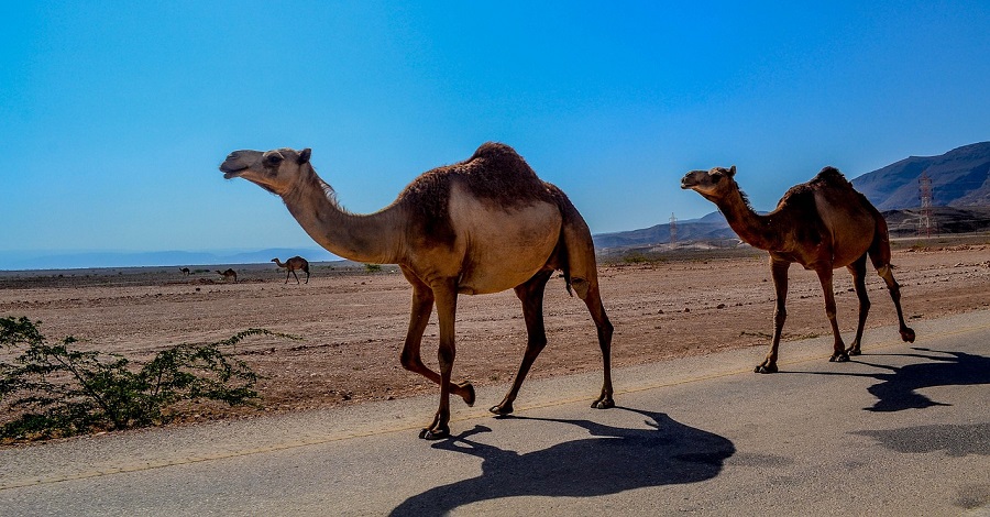 Salalah Omán o destinaci