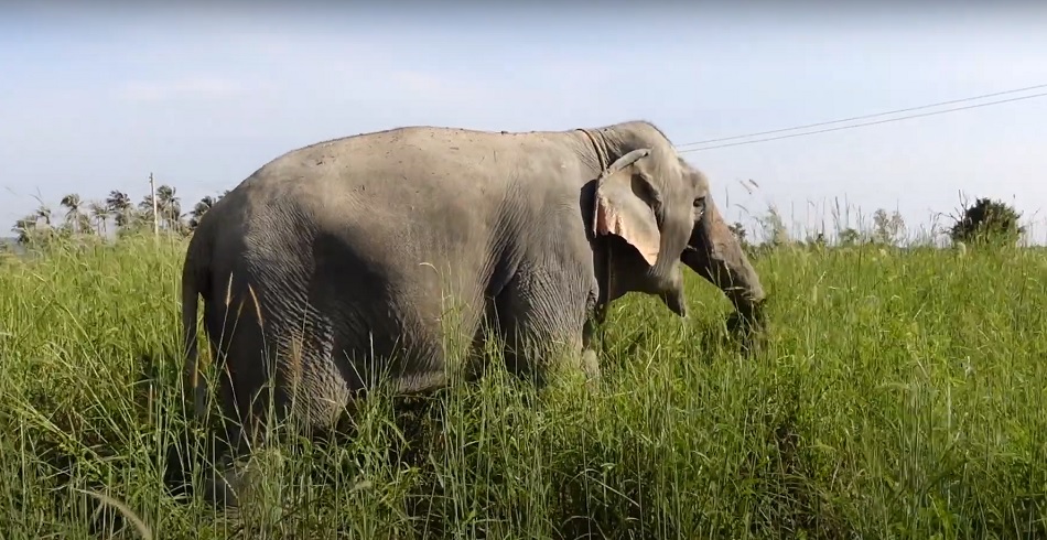 Elephant Sanctuary - pattaya2