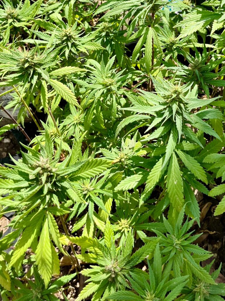 Jamajka Jana Joukalová_af9dfa1dc70d marihuana